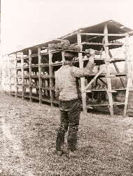 Carrying woad balls to drying rack (c. 1900)