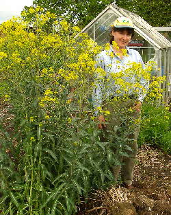 Woad plants in 2nd year