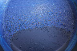 dried woad pigment